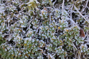 frozen flower in the garden