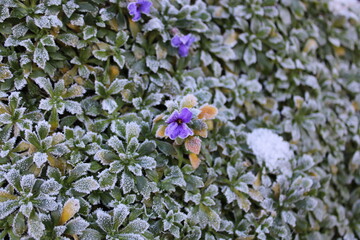 frozen flower in the garden