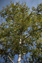 Birch in summer. Tree against the sky. Details of nature.