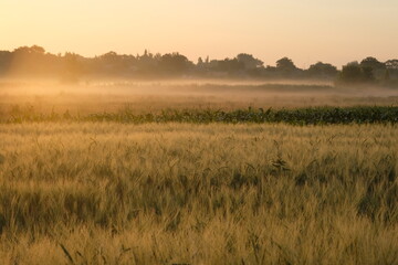 Wheat field covered in fog in the morning light.
