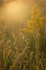 Wild turnip among meadow grass in sunlight.