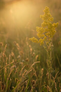 Wild turnip among meadow grass in sunlight.