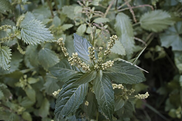 Mercurialis annua