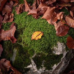 autumn leaves on the ground