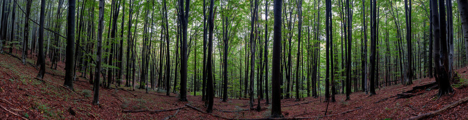 Panoramic nature landscape, soft pastel colors, dream nature, sunset autumn background, peaceful amazing nature panorama