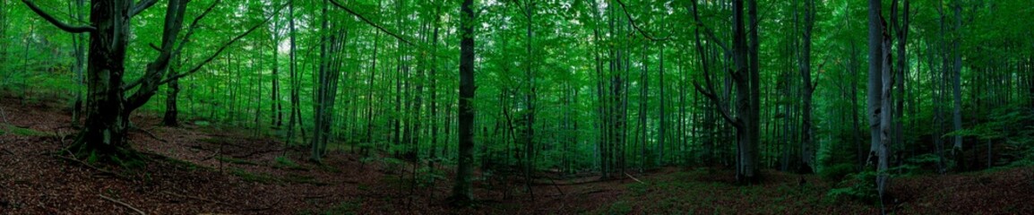 Obraz premium Panoramic nature landscape, soft pastel colors, dream nature, sunset autumn background, peaceful amazing nature panorama