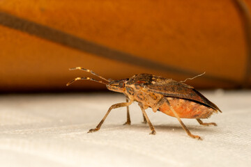Punaise diabolique - Halyomorpha halys