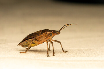 Punaise diabolique - Halyomorpha halys