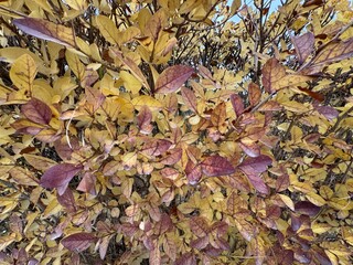 Colorful autumn leaves on branches of Ligustrum vulgare shrub garden fence close-up. Wild ligustrum, or European ligustrum. Yellow, purple, green, brown, yellow leaves of Ligustrum vulgare in autumn.

