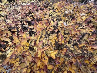Colorful autumn leaves on branches of Ligustrum vulgare shrub garden fence close-up. Wild...