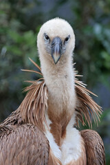 Eurasian griffon vulture (Gyps fulvus)