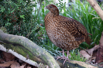 Satyr tragopan (Tragopan satyra) female bird
