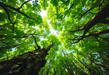 Fototapeta premium Fresh green maple leaves in forest canopy viewed from below. Natural tree crowns against bright sky. Bottom-up perspective of woodland ceiling. Summer nature background with copy space
