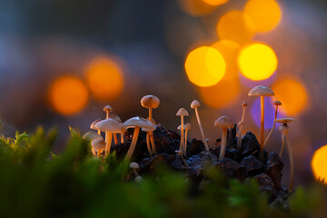 Cute mushrooms, the hidden heroes of nature. mushrooms that grow inside pine cones. Nature...