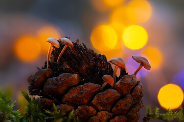 Cute mushrooms, the hidden heroes of nature. mushrooms that grow inside pine cones. Nature...