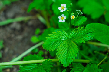 Green strawberry plant with white flowers in a garden close-up