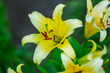 Fototapeta premium Beautiful yellow lilies blooming in a vibrant garden setting