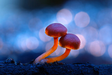 Cute mushrooms, the hidden heroes of nature. Nature background. 