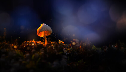 Cute mushrooms, the hidden heroes of nature. Nature background. 
