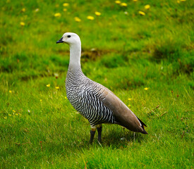 goose in Argentina's Tierra Del Fuego National Park