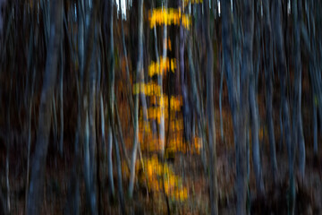 Trees. Abstract forest landscape. Trees photographed with pan technique. Natural background.