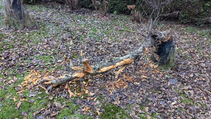 Biber hat sich die Zähne am Baum gespitzt