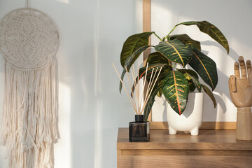 Reed diffuser and plant on commode in living room, closeup