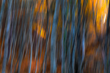 Trees. Abstract forest landscape. Trees photographed with pan technique. Natural background.