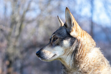 close up of a Portrait of a Czechoslovakian Wolfdog female, blue eye