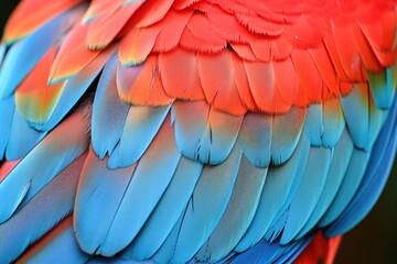 Fototapeta premium Exotic Parrot Feathers: Vibrant Red and Blue Plumage Textured Background