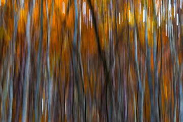 Trees. Abstract forest landscape. Trees photographed with pan technique. Natural background.