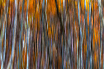 Trees. Abstract forest landscape. Trees photographed with pan technique. Natural background.
