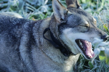 Lazy Czechoslovakian Wolfdog female