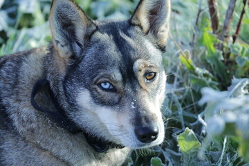 portrait of a Czechoslovakian Wolfdog female
