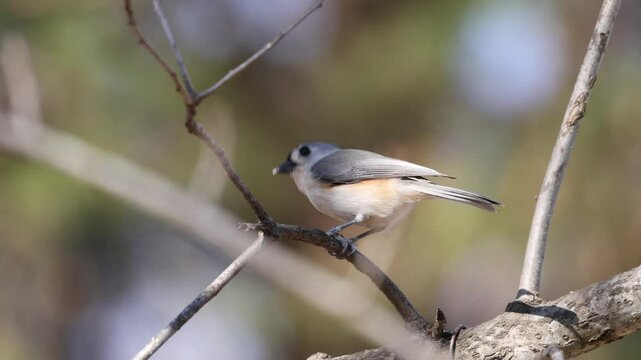 Tufted titmouse bird feeding on sed food against blurry background