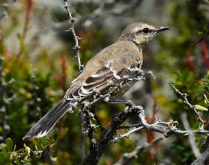 Patagonian mockingbird.Argentina