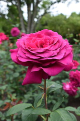 pink rose close up flower spring summer pretty 