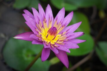 purple lotus flower