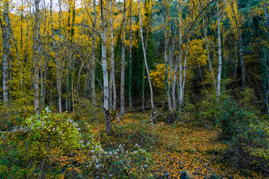 Autumn on the river and mountain grove