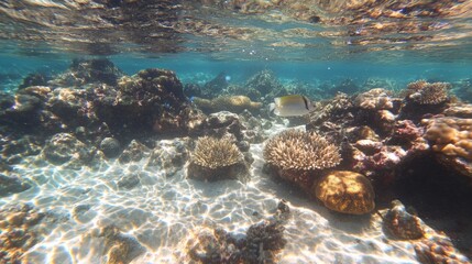 Naklejka na ściany i meble Colorful Fish Swimming in Coral Reef Under Clear Water