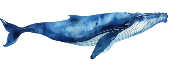 Watercolor blue whale isolated on transparent background PNG