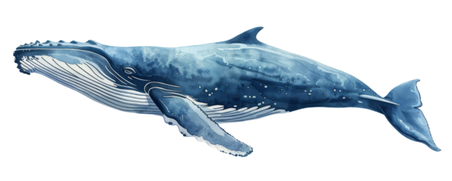 Watercolor blue whale isolated on transparent background PNG