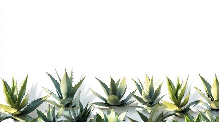 Lush green agave plants arranged in a row against a bright white background, casting shadows.