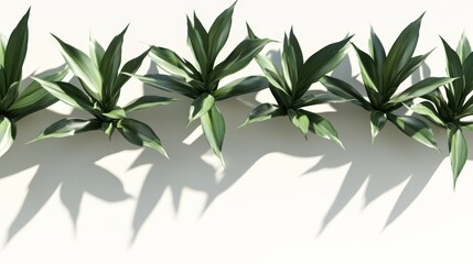 Fototapeta premium Lush green plants row with shadows on white background.