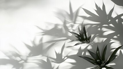 Naklejka premium Monochrome shadows of tropical plants cast on a white wall, creating a minimalist, natural design.