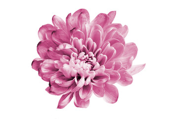 delicate pink chrysanthemum flower on white background