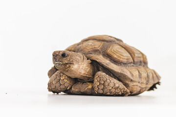 Land tortoise in a white background.