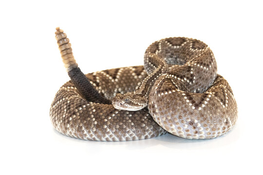 Rattlesnake viper isolated in white background (Crotalus durissus)