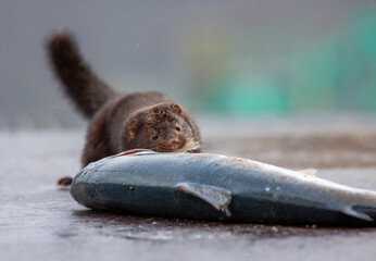 Mink steals fish from a fish farm, here it has caught a trout.