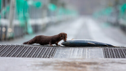 Mink steals fish from a fish farm, here it has caught a trout.